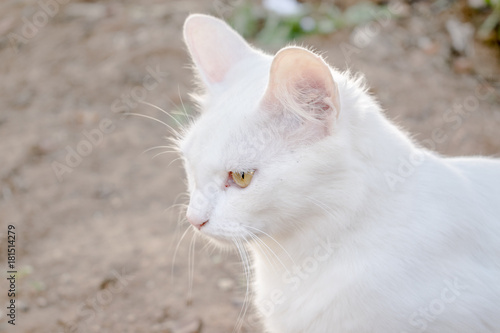 Gato de raça branca 