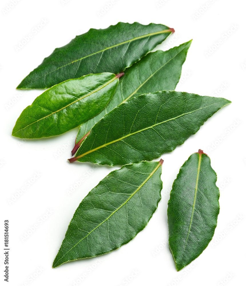 Fototapeta premium Fresh bay leaves