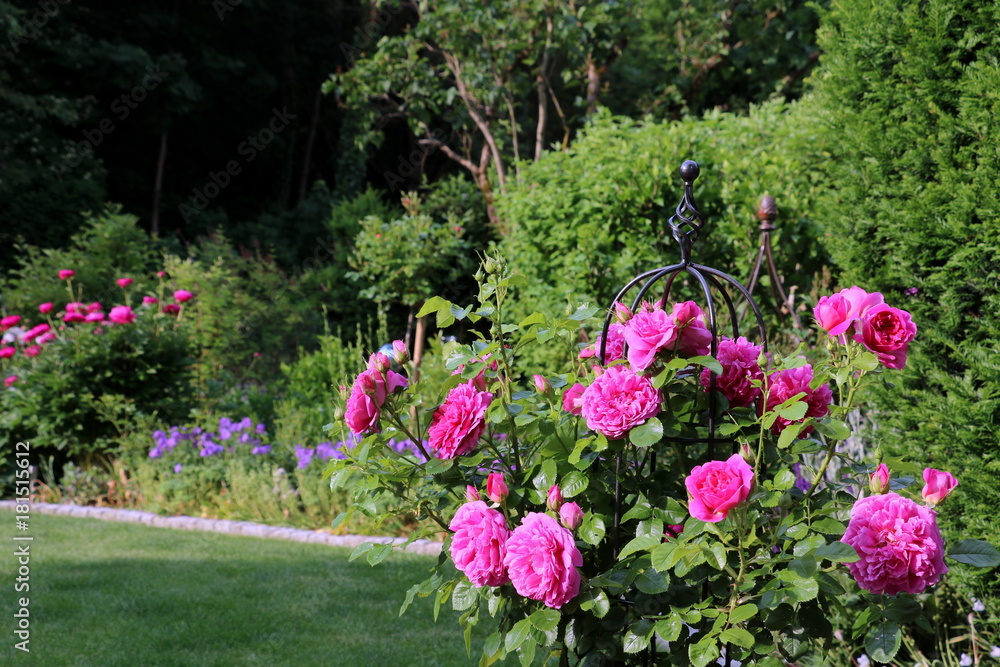 englische Rose Princess Anne in Pink im Sommergarten