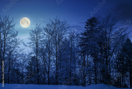 forest on snowy hillside at night