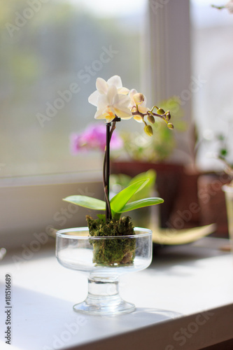 Beautiful phalaenopsis flowers
