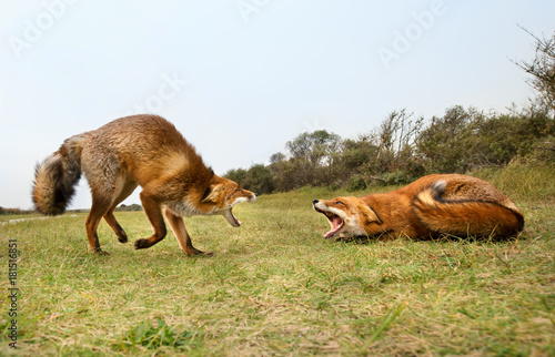 Fotografi Two red foxes attacking each other and fighting over a territory trying to bite