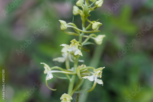 Flower of a greater butterfly-orchid (Platanthera chlorantha)