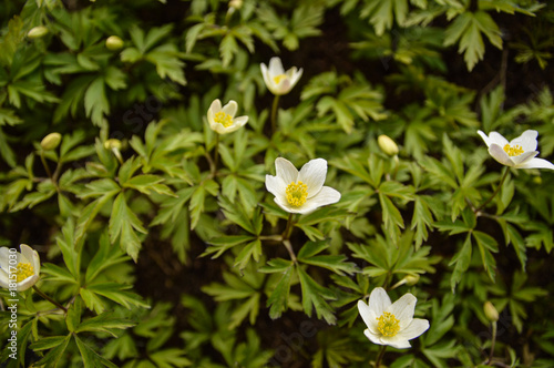 Wood anemone
