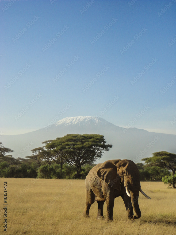 Fototapeta premium a big elephant in front of Kilimanjaro.