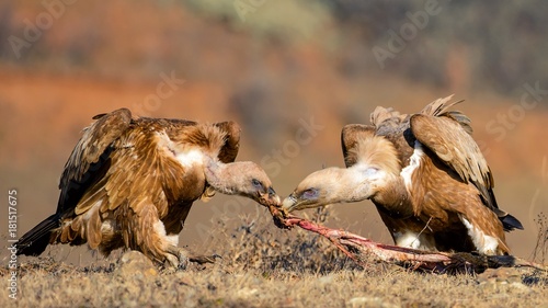 Two griffon vulture (Gyps fulvus) take each other's food photo