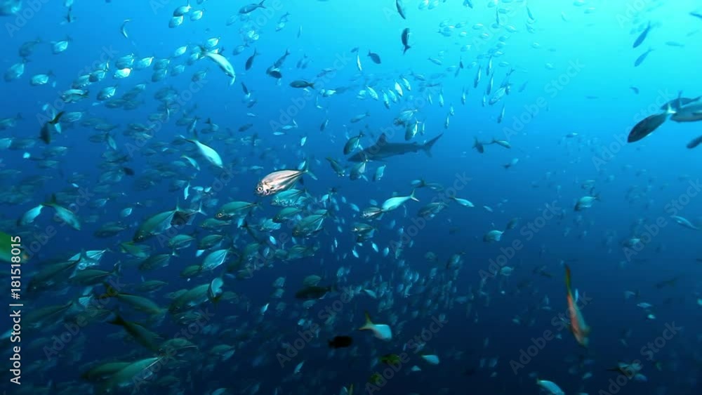 Shark on background of school fish underwater in Pacific ocean. Unique amazing video footage. Abyssal relax diving. Natural aquarium of sea. Beautiful animals. Shark on background of school fish underwater in Pacific ocean. Unique amazing video footage. Abyssal relax diving. Natural aquarium of sea. Beautiful animals.