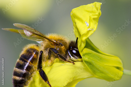 abeille sur colza photo