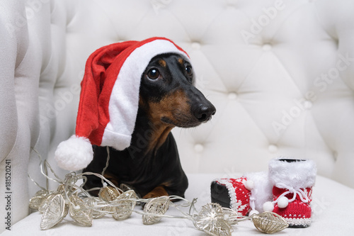 dog of Dachshund breed, black and tan, in Santa Claus Christmas cap, boots and garland lies in a white armchair © Masarik