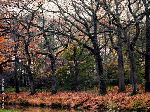 Trees in the fall