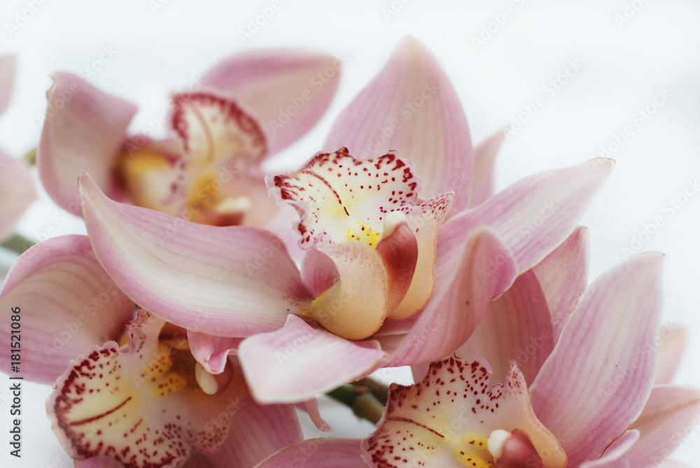 Close-up of Beautiful Pink Orchid Flower on White Background. Flower Greeting Backgrpund.