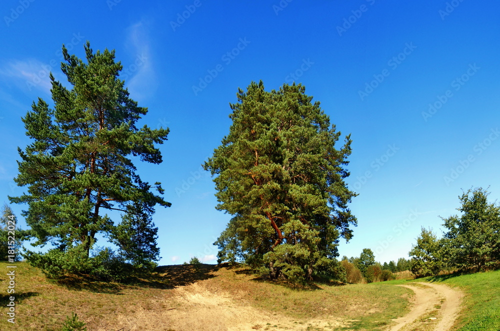 Panoramic landscape with trees and unpaved road Panoramic landscape with trees and unpaved road