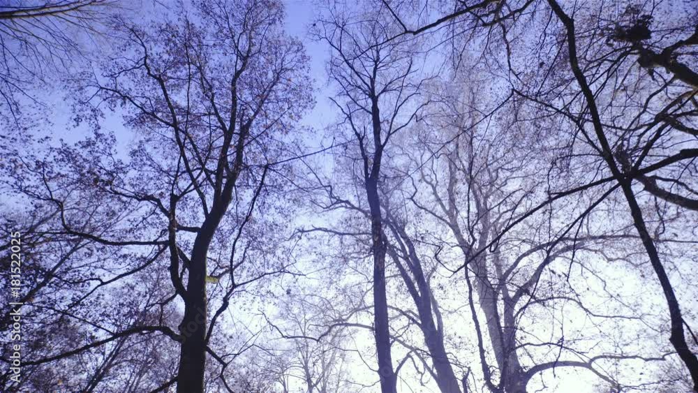 Panning under huge trees without leaves in winter time 4K Panning under huge trees without leaves in winter time 4K