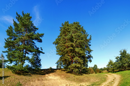 Panoramic landscape with trees and unpaved road 