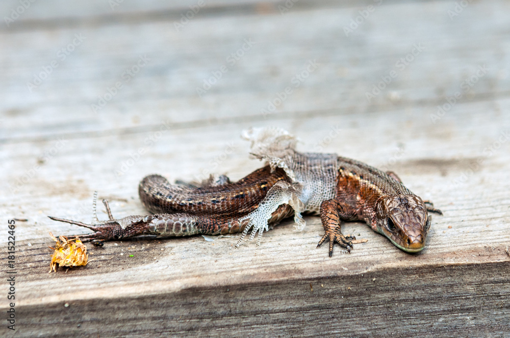 Lizard without tail in the process of molting on a wooden background. Lacerta agilis