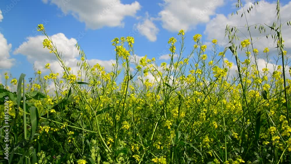 Flowering Yellow Barbarea vulgaris in wind against beautiful sky Flowering Yellow Barbarea vulgaris in wind against beautiful sky