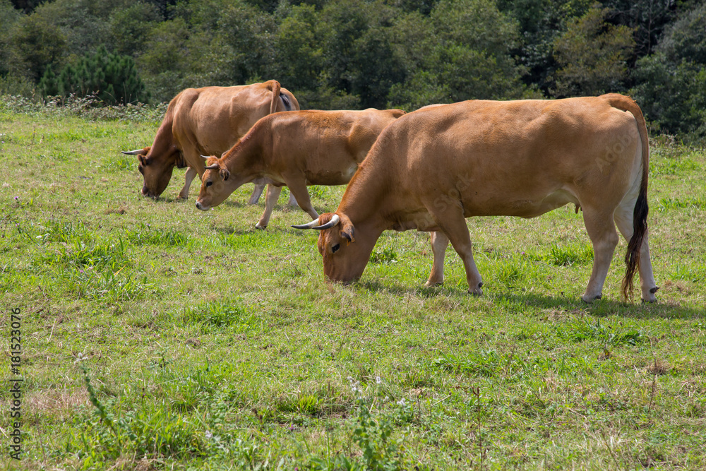 Three brown cows grazing in the field. Three brown cows grazing in the field.