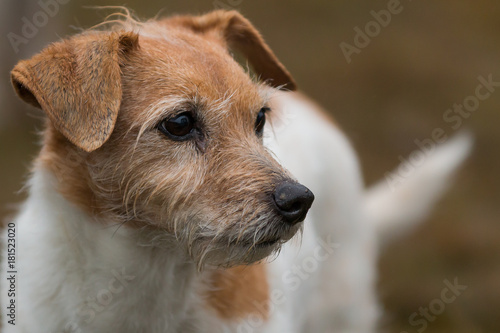 Close up of Jack Russell dog with wet snout in a soft brown background