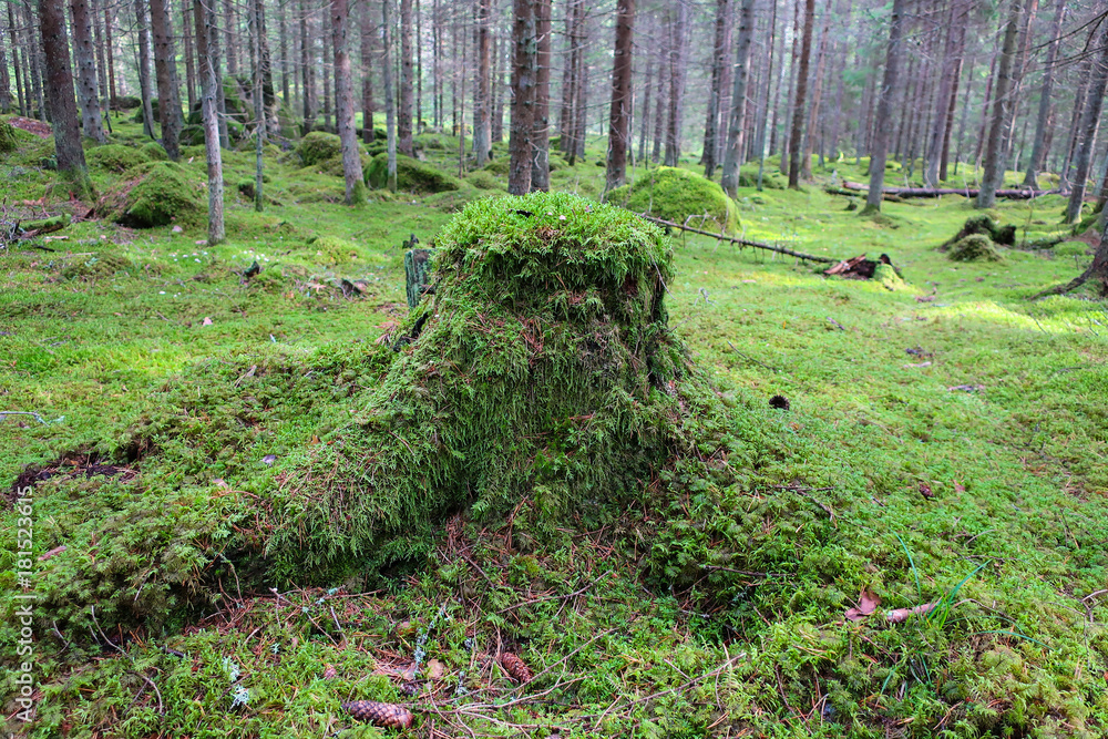 Fototapeta premium Moss covered old stump.