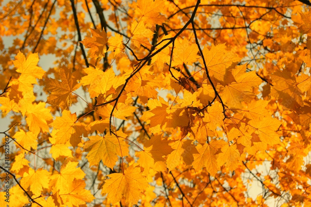 A close-up image of colourful Autumn leaves. A close-up image of colourful Autumn leaves.