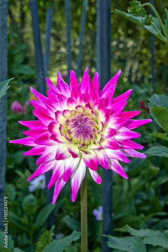 Fototapeta Naklejka Na Ścianę i Meble -  Dalia Fiore Dahlia Flower