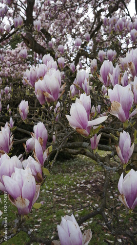 Kwitnąca magnolia we wiosennej porze photo