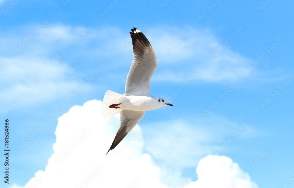 Obraz premium seagull flying in the blue sky