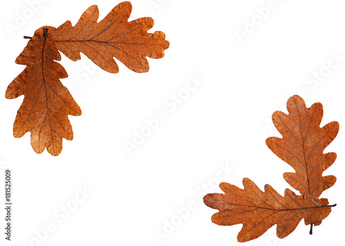 Frame from brown oak leaves on white backgeround photo