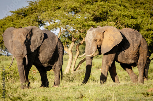 Photography Two elephants enjoying the sunset warmth in Murchison Falls national park in Uganda nearby lake Albert