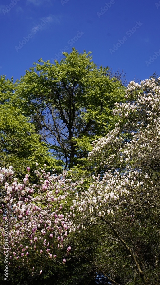 Białę i różowe magnolie na tle wiosennego nieba Białę i różowe magnolie na tle wiosennego nieba
