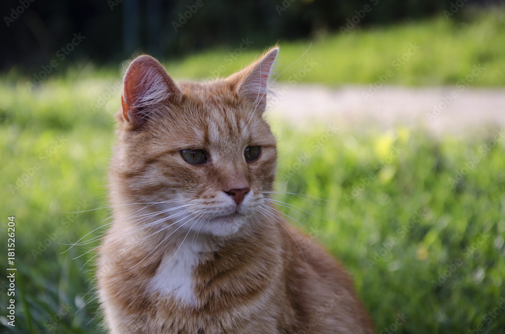 beautiful redhead cat beautiful redhead cat