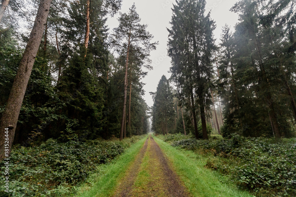 Obraz premium Wald bei Stade