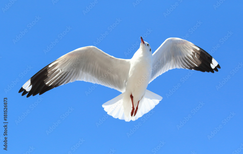 Fototapeta premium seagull flying in the blue sky