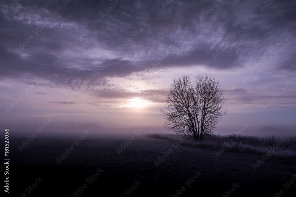 Relaxing image of a purple foggy landscape in the sunrise with a lonely tree.