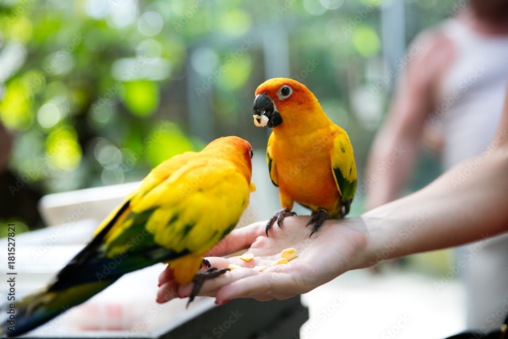 Obraz premium Colorful bird perching on a branch in Phuket Bird Park, Thailand