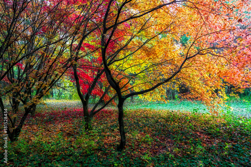 Autumn leaves on trees