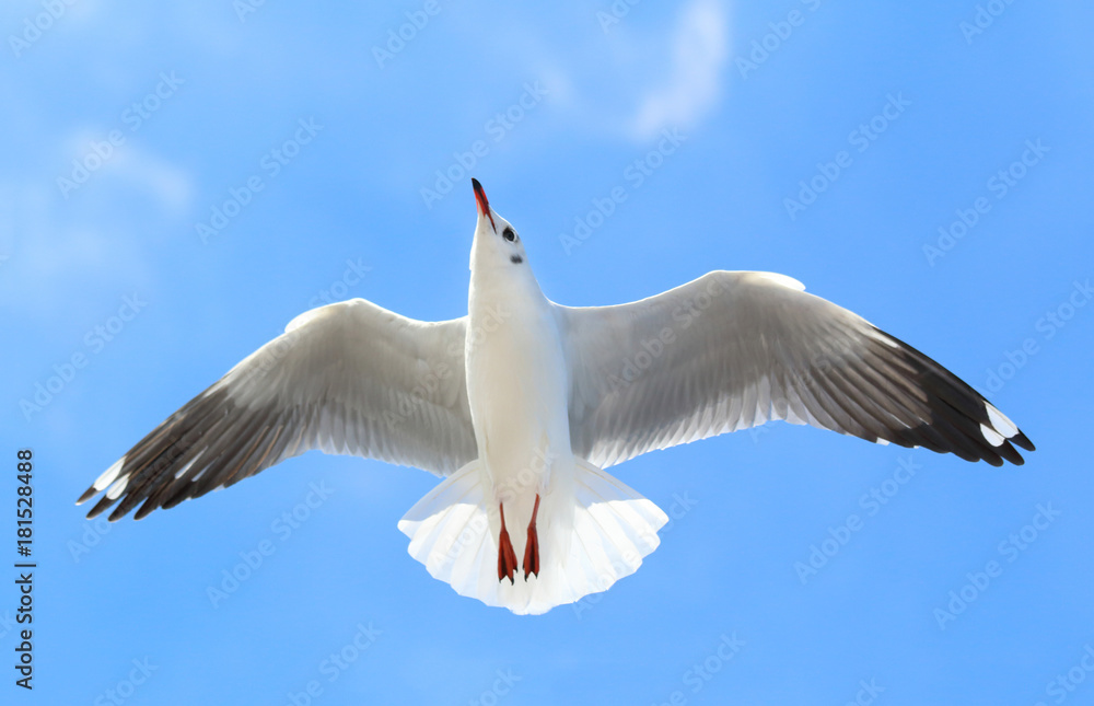 Fototapeta premium seagull flying in the blue sky