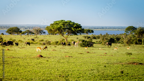 A lonely umbrella thorn acacia with some Uganda Kob in the Murchison Falls national park Savannah in Uganda. Currently threatened by oil drilling companies