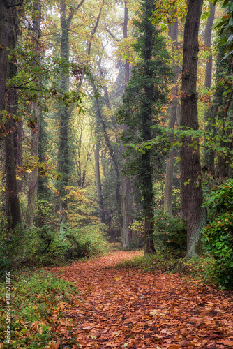 Empty forest path