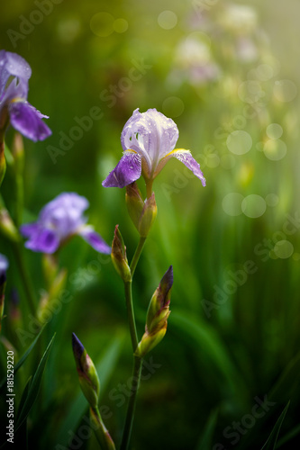 Fototapeta Naklejka Na Ścianę i Meble -  Beautiful violet with white flowers irises