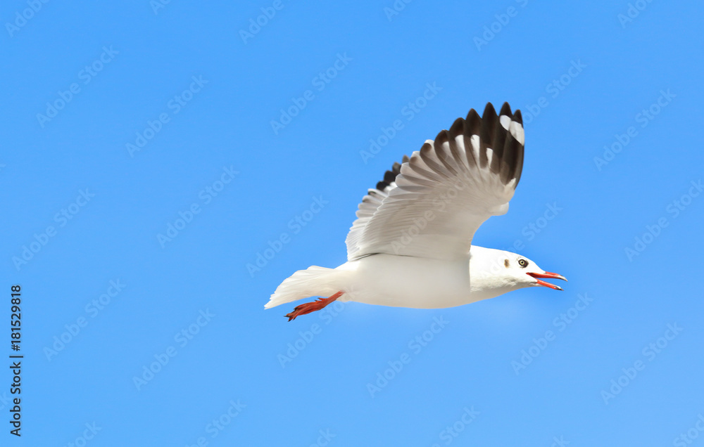 Obraz premium seagull flying in the blue sky