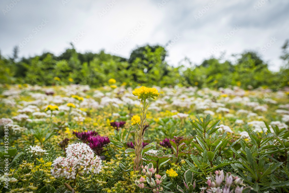 Obraz premium Meadow with a variety of colorful flowers