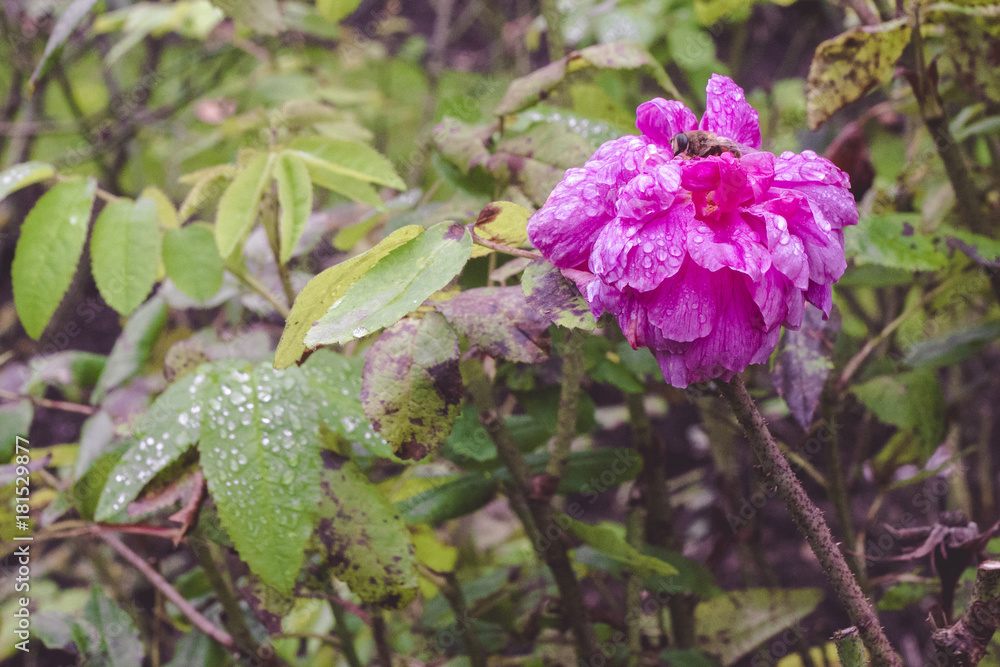 Purple flower with a wasp in a garden Purple flower with a wasp in a garden