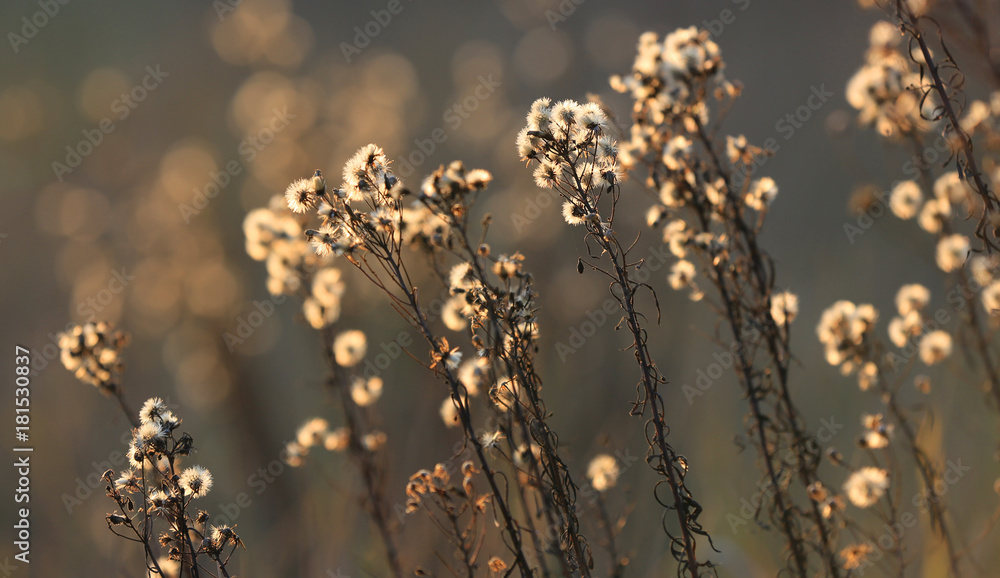 atumn flowers meadow atumn flowers meadow