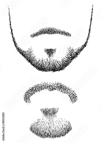 Beard illustration, drawing, engraving, ink, line art, vector photo