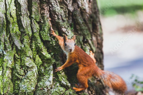 Red squirrel on trunk of tree © glebchik