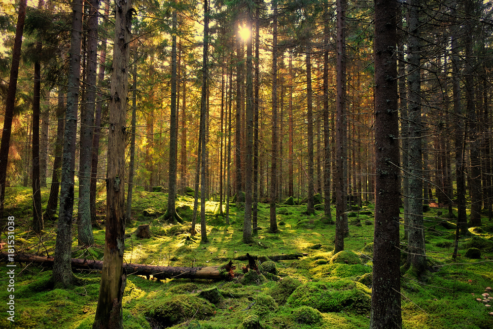 Fototapeta premium Cozy mossy green forest with back-light in the sunset.