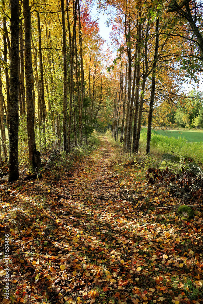 Long shadows over pathway covered with yellow dead leafs. Lane of colorful autumn trees. Long shadows over pathway covered with yellow dead leafs. Lane of colorful autumn trees.