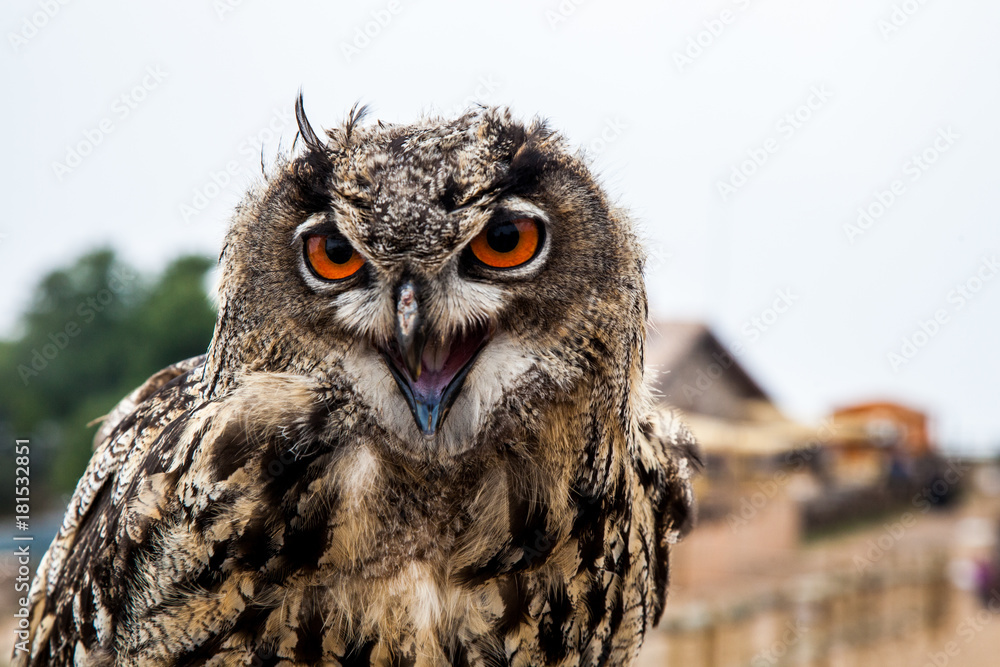 Fototapeta premium Close up view of owl