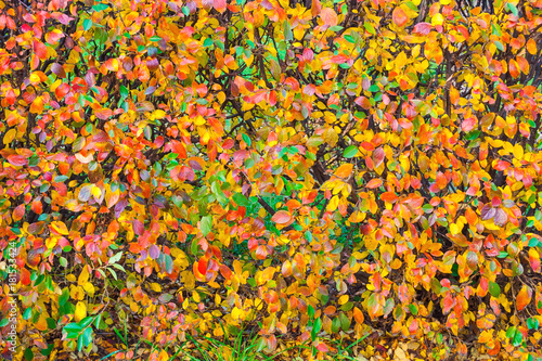 Colorful leaves on a bush (abstract, background, texture)